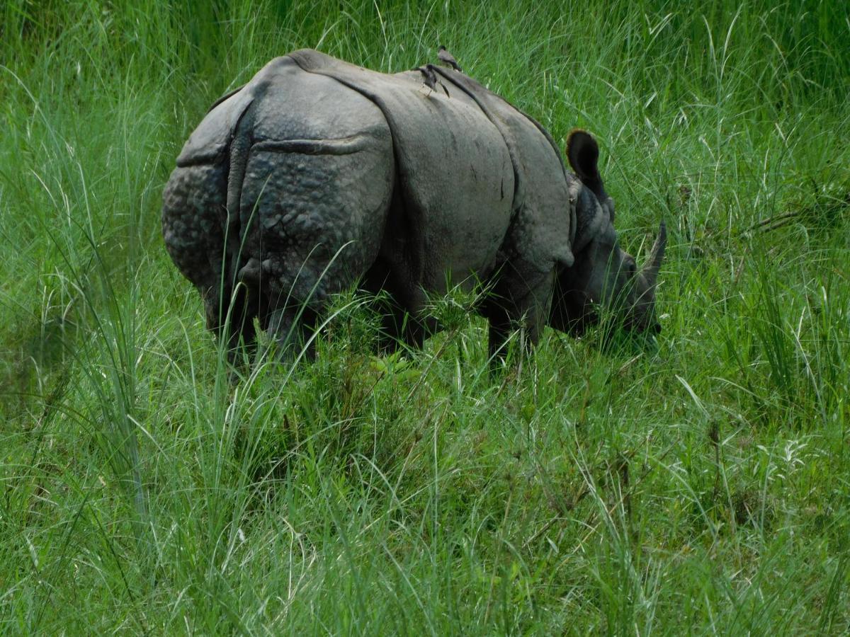 Chital Lodge Chitwan Bagian luar foto