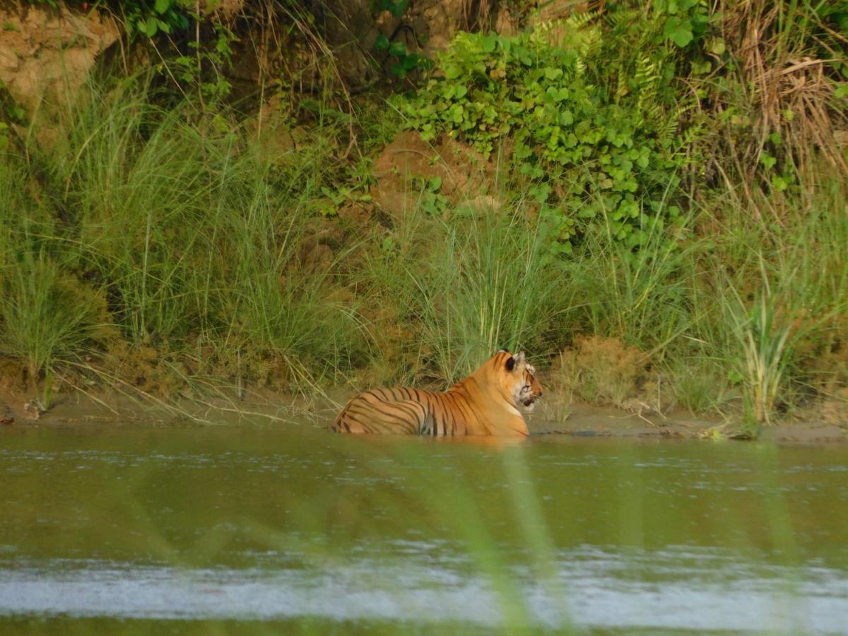 Chital Lodge Chitwan Bagian luar foto