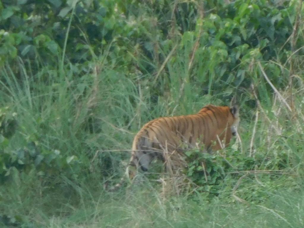 Chital Lodge Chitwan Bagian luar foto