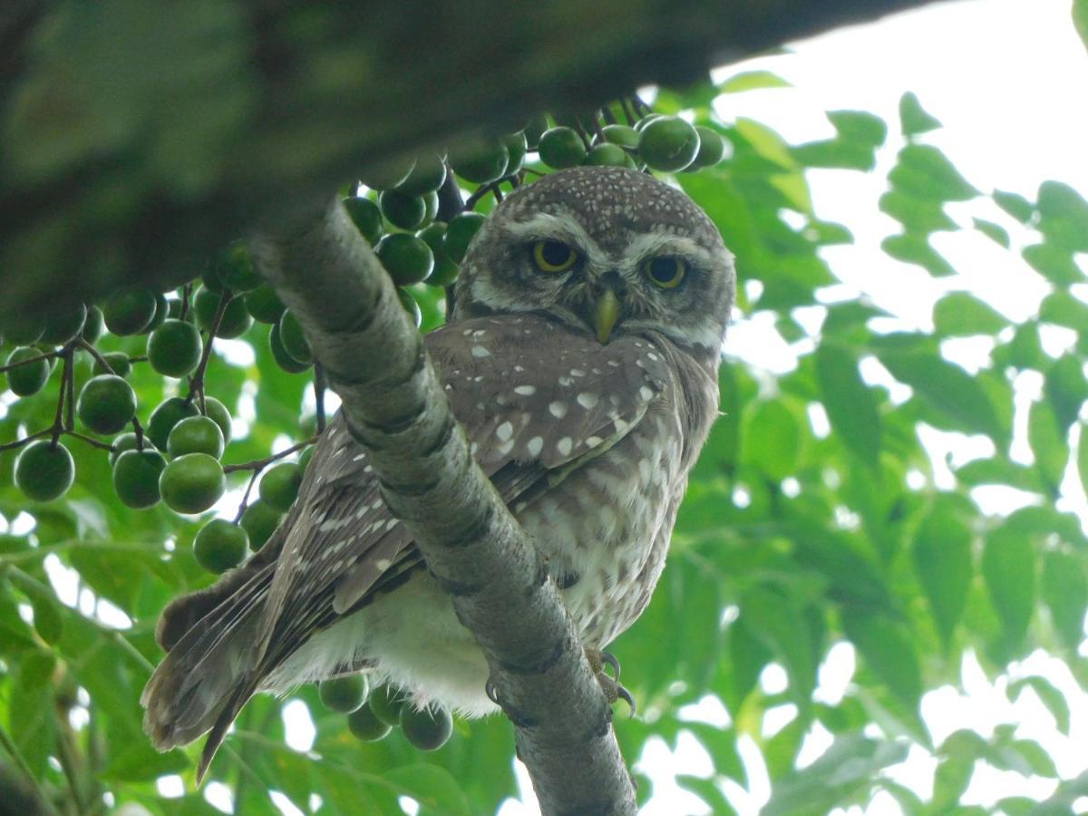 Chital Lodge Chitwan Bagian luar foto