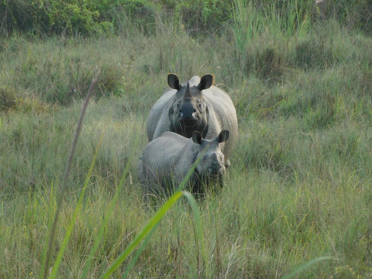 Chital Lodge Chitwan Bagian luar foto