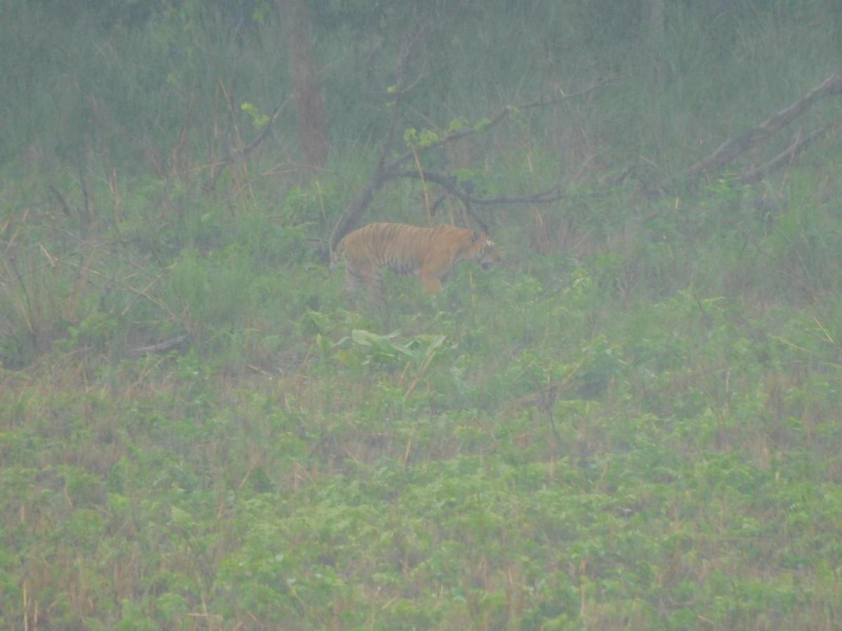 Chital Lodge Chitwan Bagian luar foto