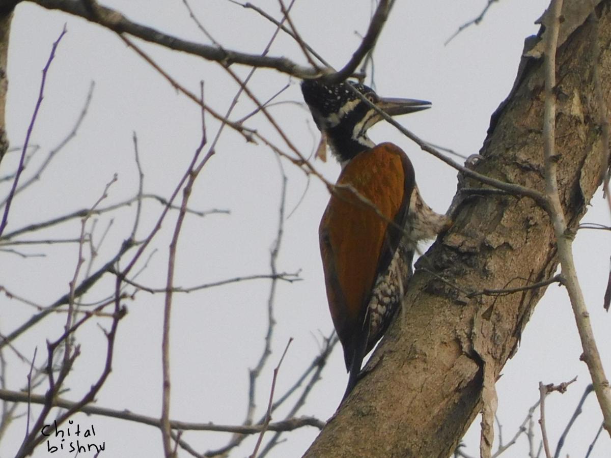 Chital Lodge Chitwan Bagian luar foto