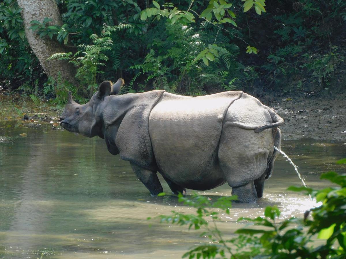 Chital Lodge Chitwan Bagian luar foto