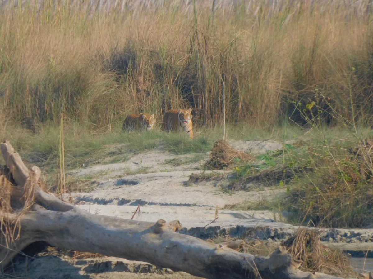 Chital Lodge Chitwan Bagian luar foto