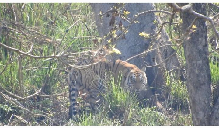 Chital Lodge Chitwan Bagian luar foto