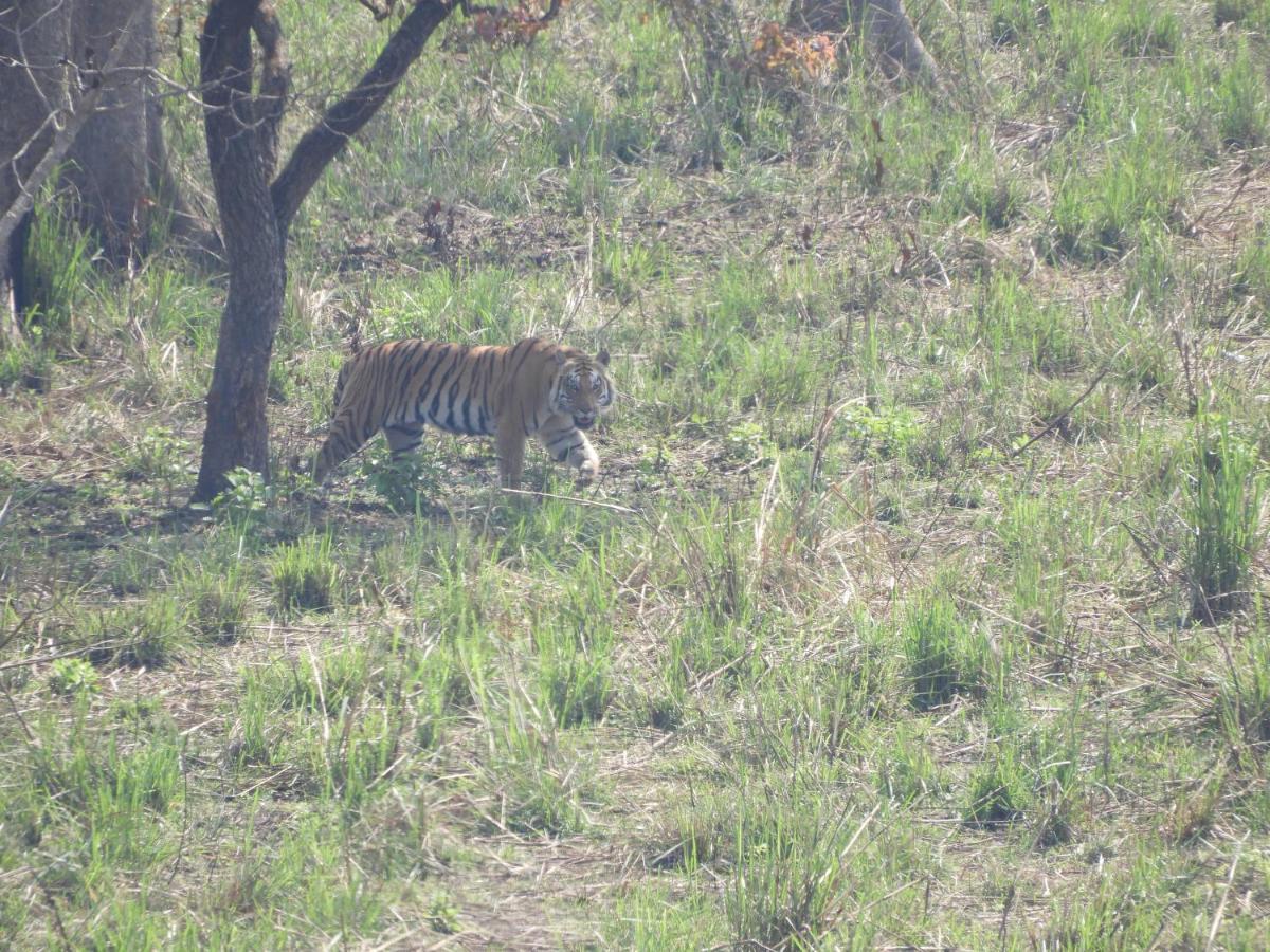 Chital Lodge Chitwan Bagian luar foto