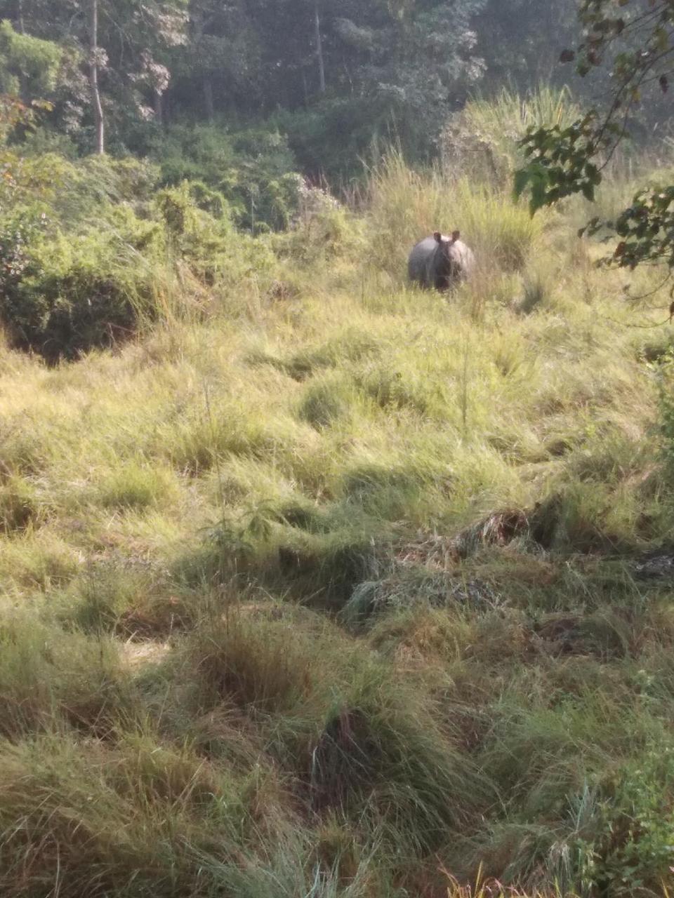 Chital Lodge Chitwan Bagian luar foto