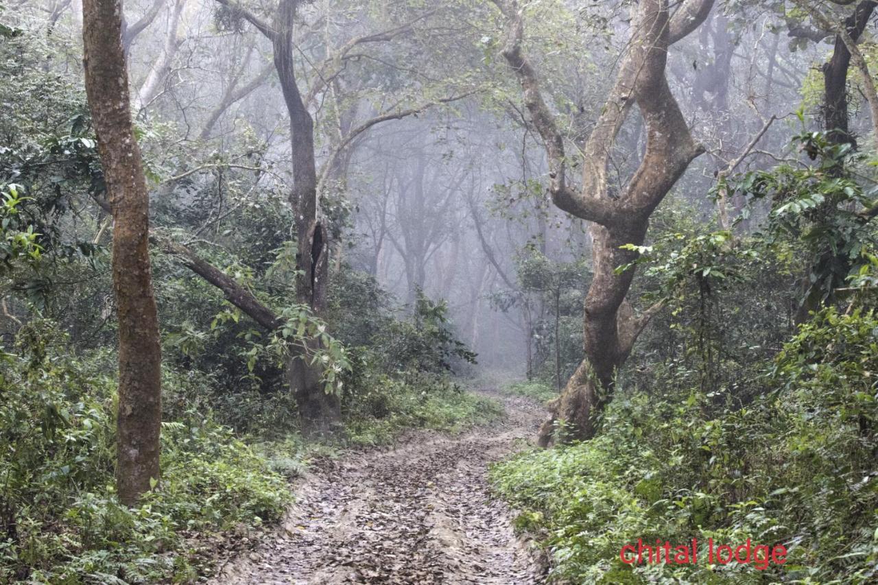 Chital Lodge Chitwan Bagian luar foto