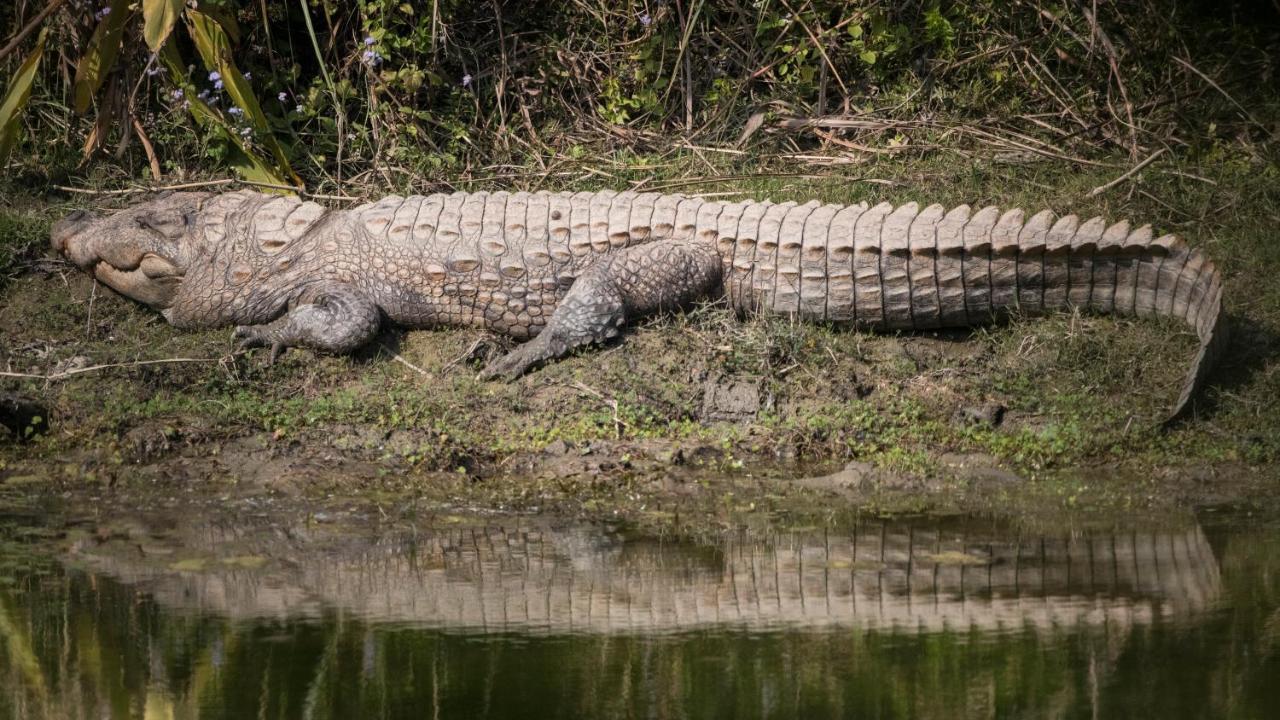 Chital Lodge Chitwan Bagian luar foto