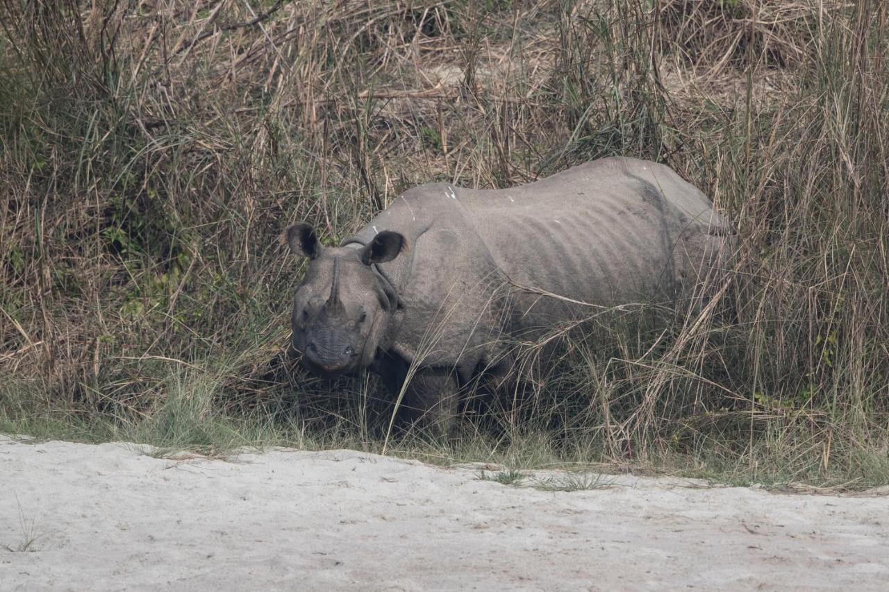 Chital Lodge Chitwan Bagian luar foto