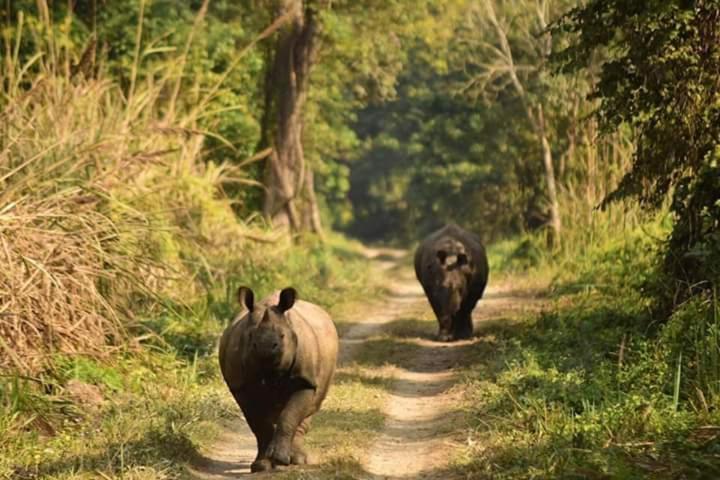 Chital Lodge Chitwan Bagian luar foto