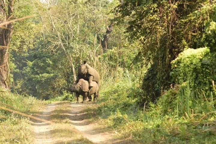 Chital Lodge Chitwan Bagian luar foto