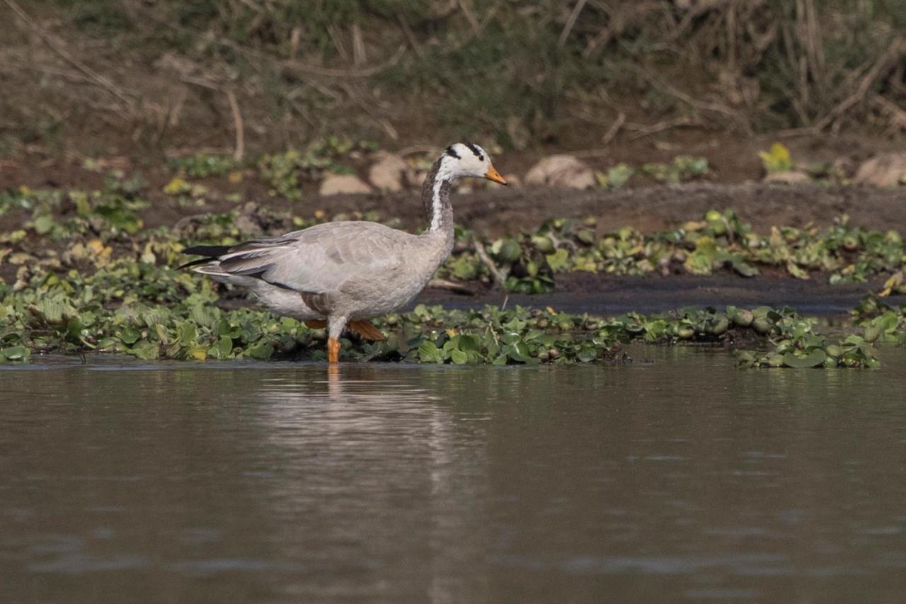 Chital Lodge Chitwan Bagian luar foto