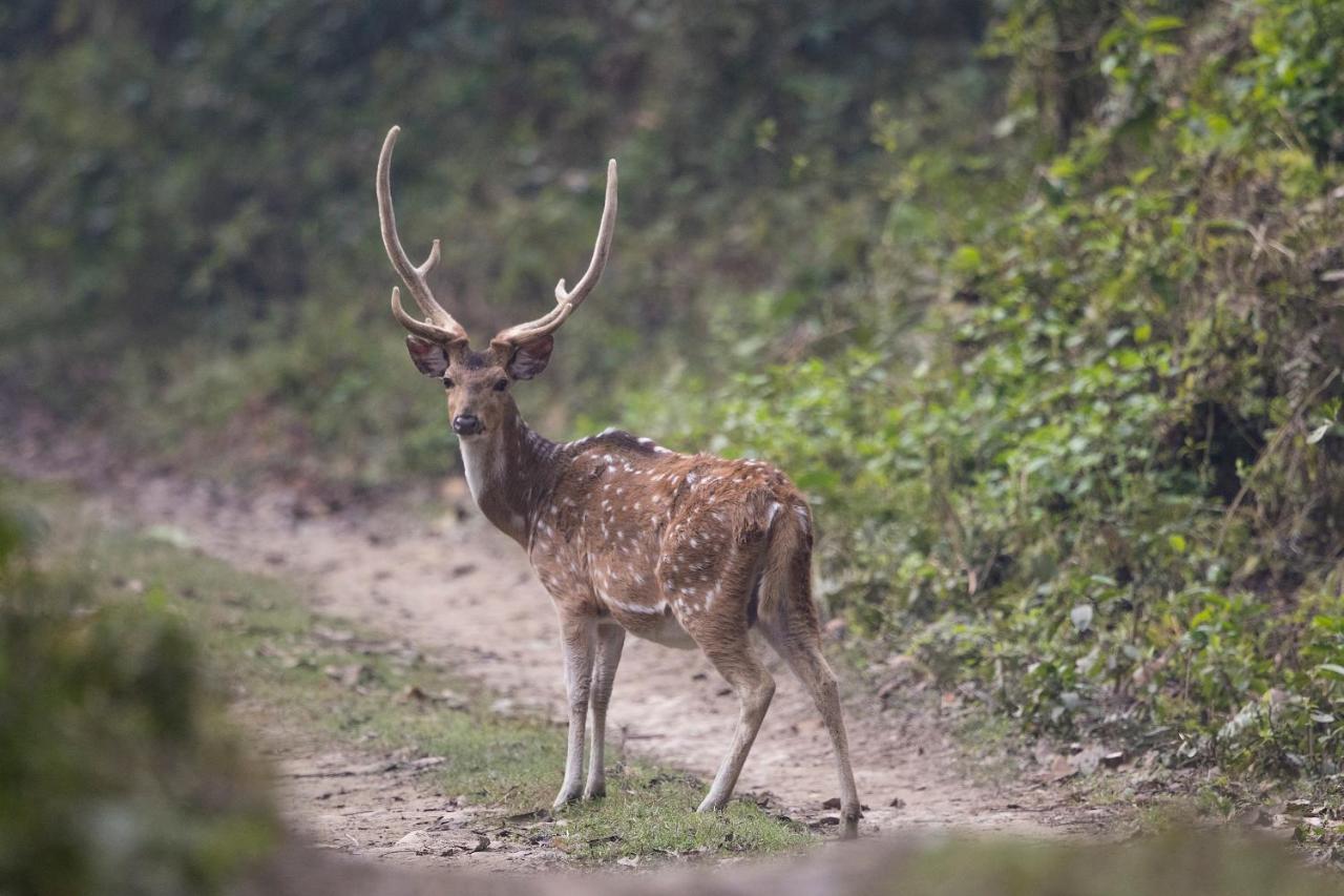 Chital Lodge Chitwan Bagian luar foto