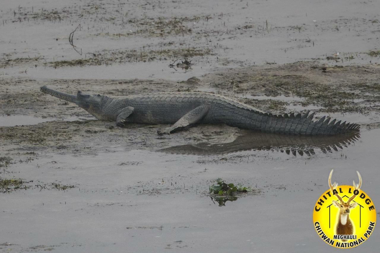 Chital Lodge Chitwan Bagian luar foto