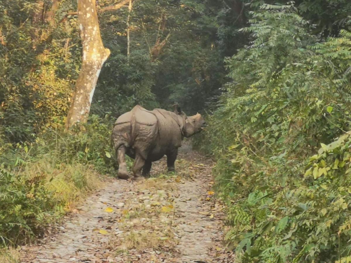 Chital Lodge Chitwan Bagian luar foto