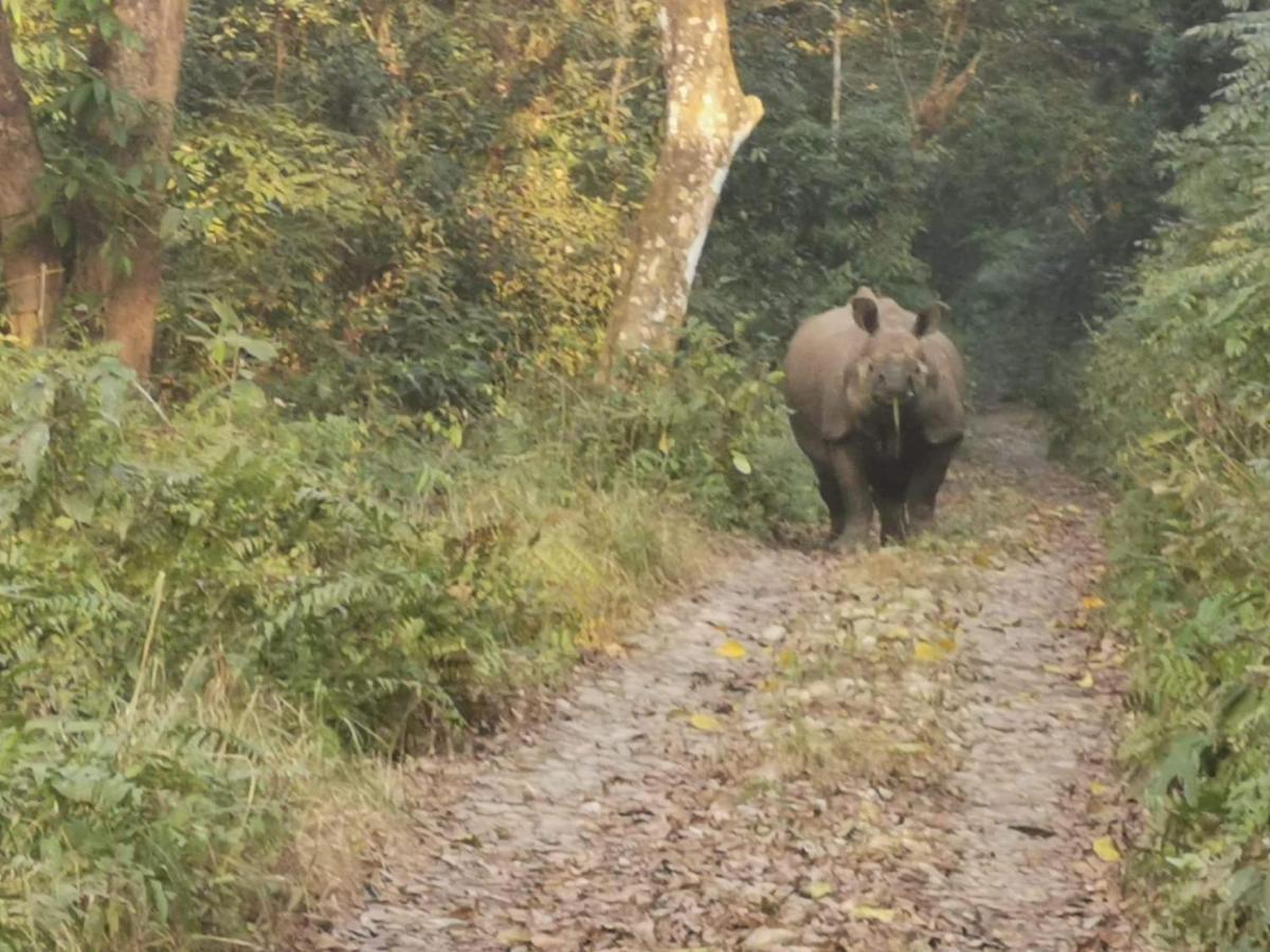 Chital Lodge Chitwan Bagian luar foto