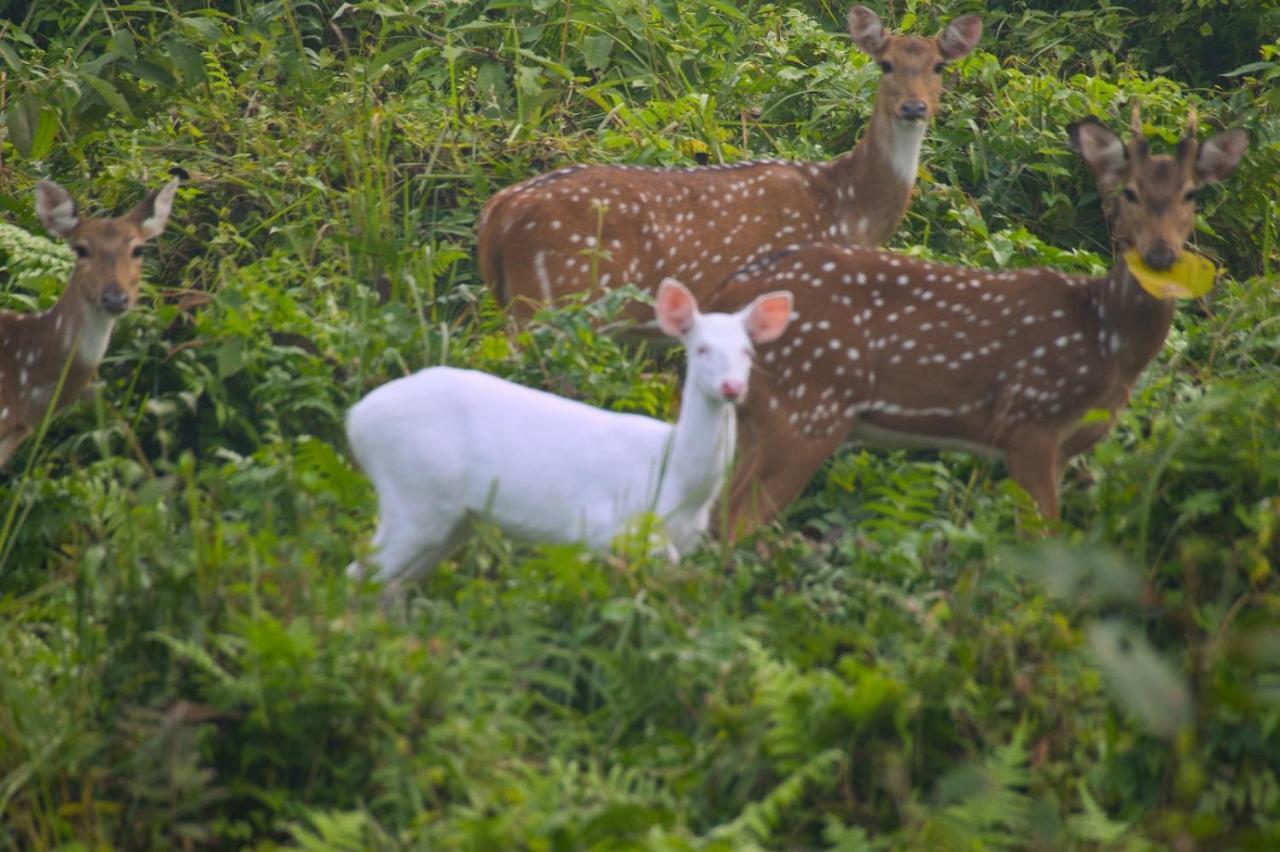 Chital Lodge Chitwan Bagian luar foto