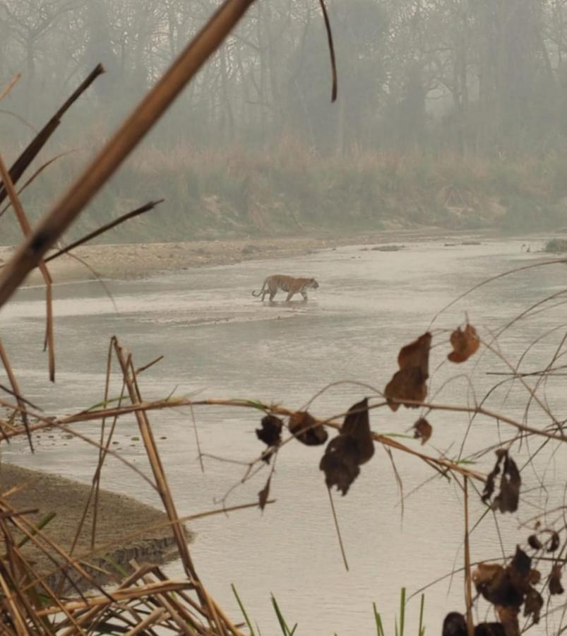 Chital Lodge Chitwan Bagian luar foto