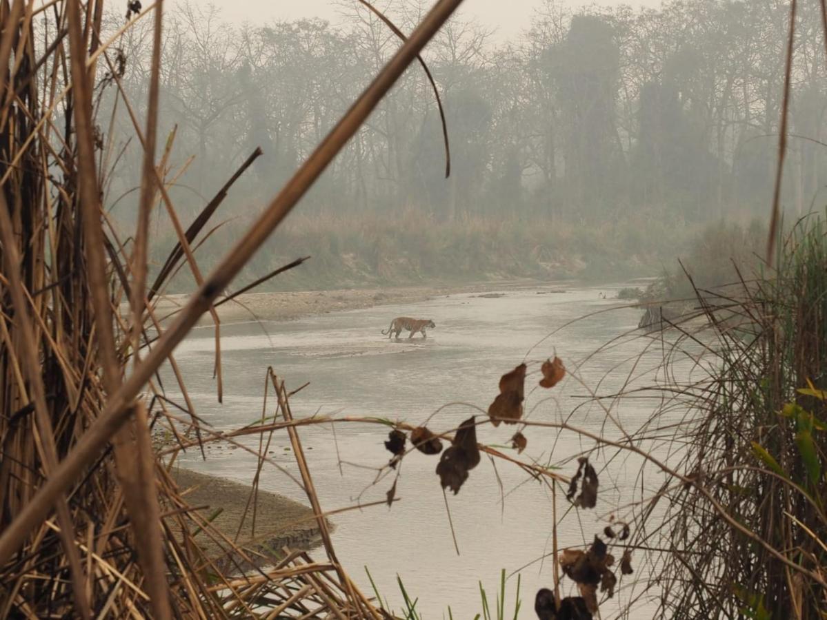 Chital Lodge Chitwan Bagian luar foto